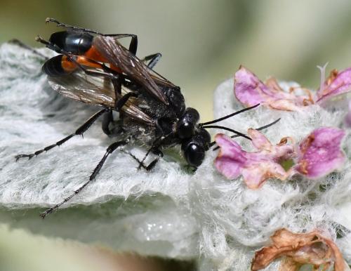 Réf. 284 386 : Ammophila sabulosa